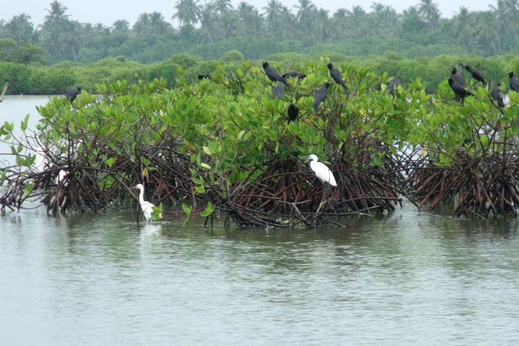 Muthurajawela Wetlands Birdwatching & Boat Tour