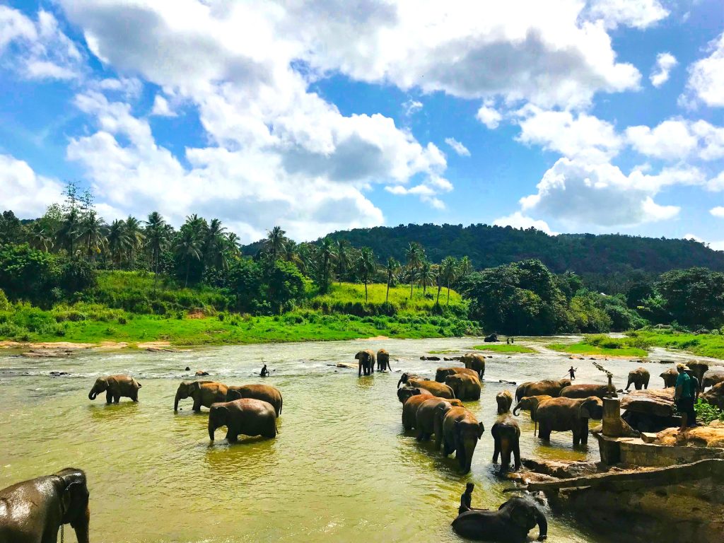 Pinnawala Elephant Orphanage & Botanical Gardens Tour