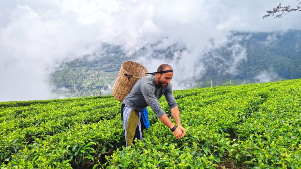 Nuwara Eliya Hill Country & Tea Plantation Tour