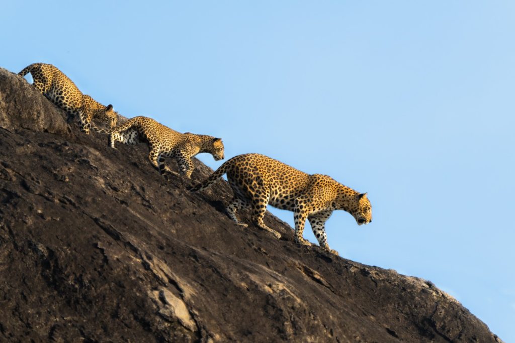 Yala National Park