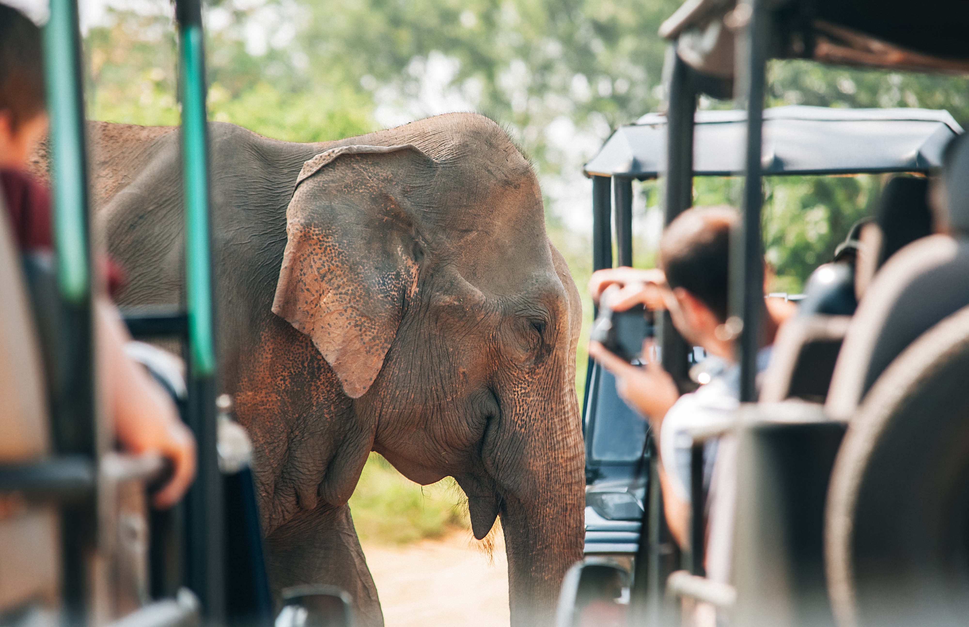 Wildlife Safari in Yala & Udawalawe