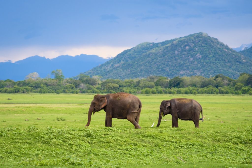 Minneriya National Park